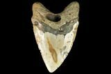 Fossil Megalodon Tooth - Gigantic Shark Tooth #147401-2